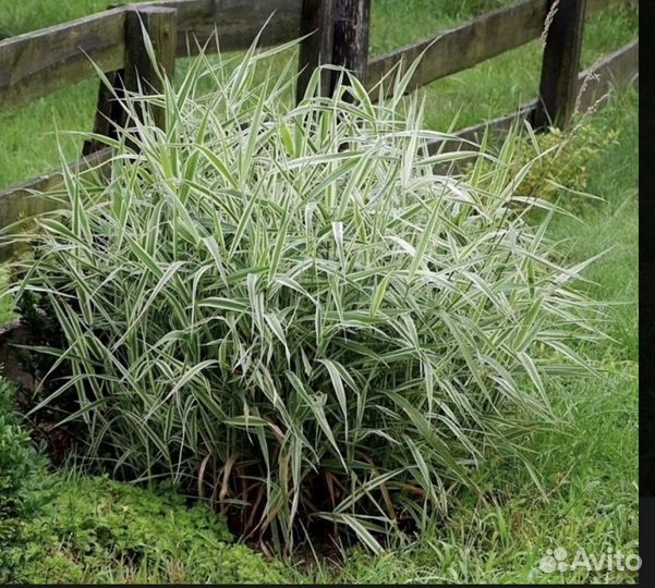 Многолетники для сада неприхотливые