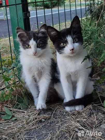 Отдам прекрасных котят, 4 месяца
