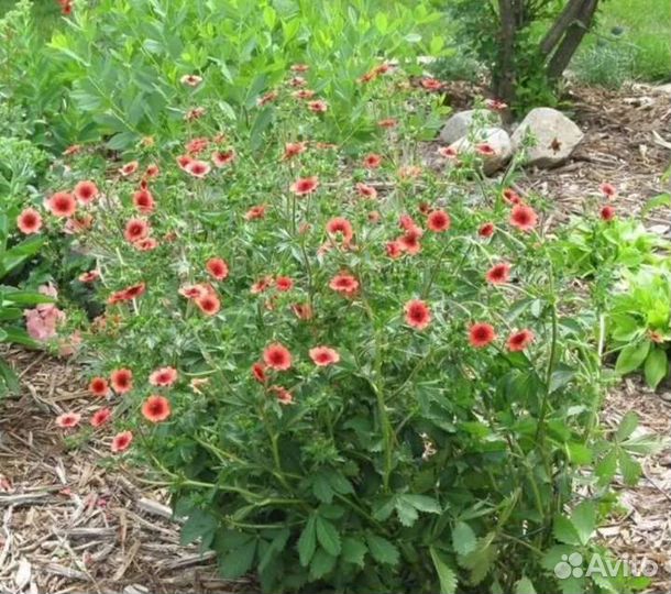 Лапчатка непальская Мисс Вильмонт