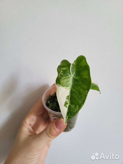 Алоказия фрайдек