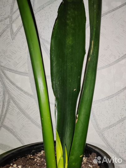 Сансевиерия лаурентия, коралл, тайгер, зейланика