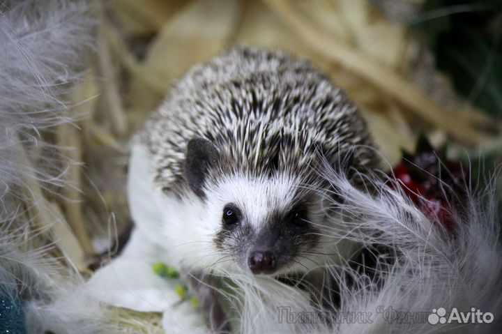 Карликовые африканские ежата из Фантазии