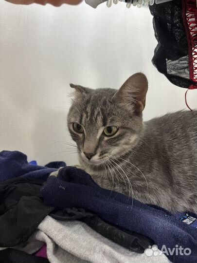 Кошка ищет семью