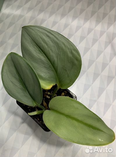 Сциндапсус Мунлайт