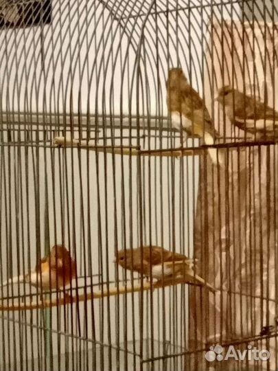 Канарейки овсяночного напева