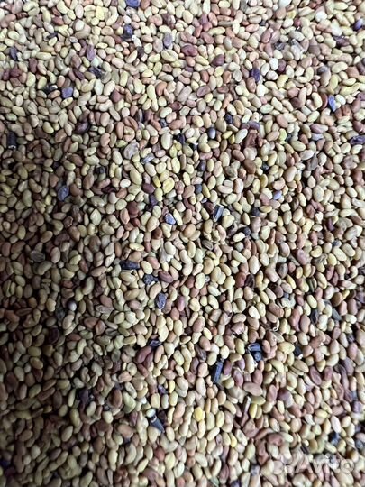 Семена люцерны