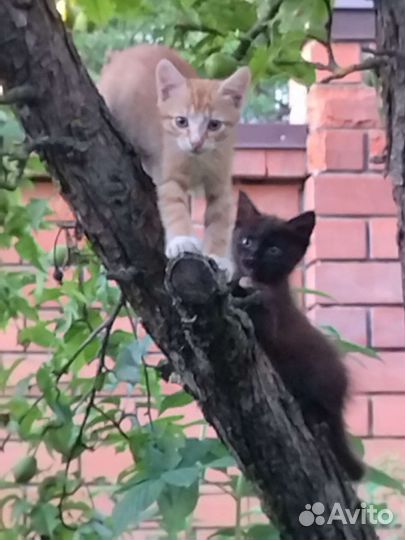Котик и кошечка
