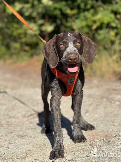 Курцхаар в добрые руки