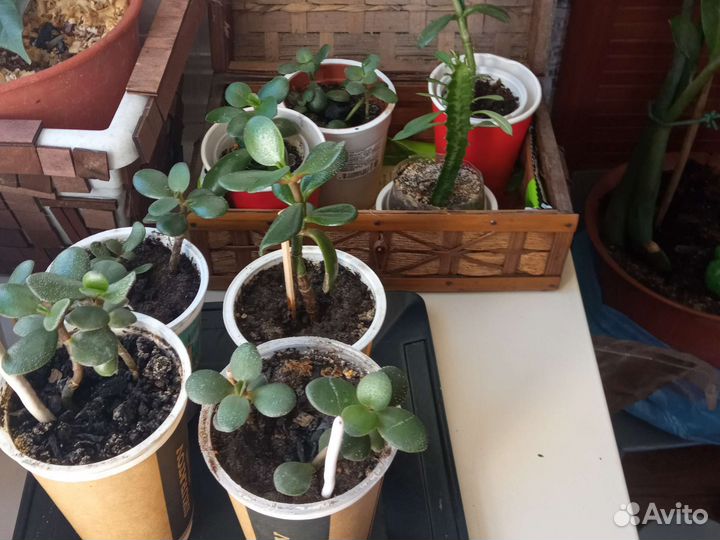 Красула толстянка, герань, фикус