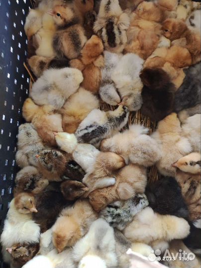 Цыплята суточные