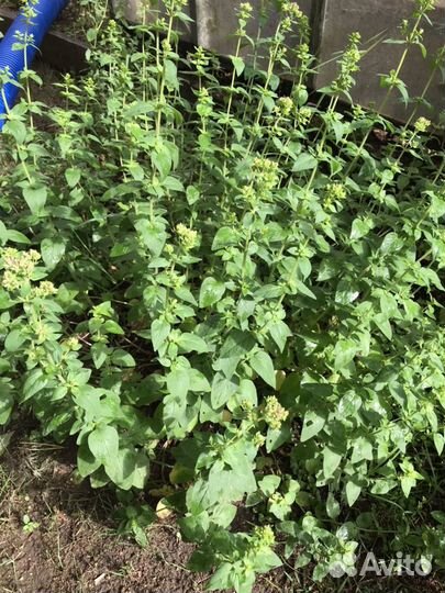 Эстрагон, мята, мелисса, душица, хрен, чабрец, зве