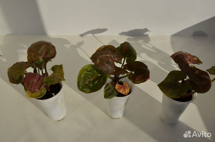 Сингониум Клубничный лёд