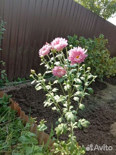 Хризантема