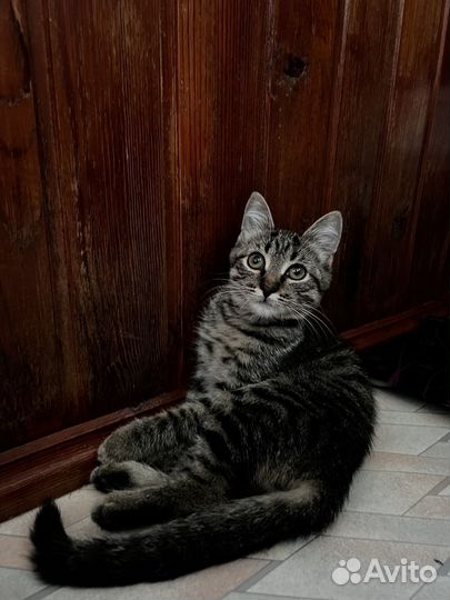 Котята в добрые руки SOS