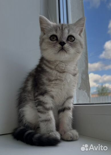 Шотландские котята