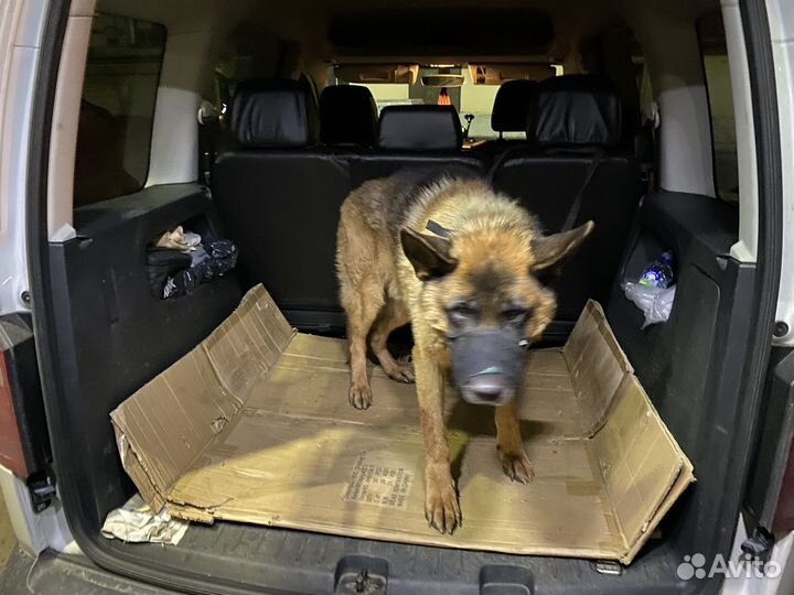 Перевозка домашних животных, ZOO Такси Ярик