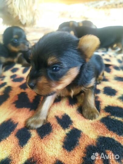 Йоркширский терьер мини