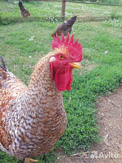 Инкубационное яйцо кур белефельдер и амераукана