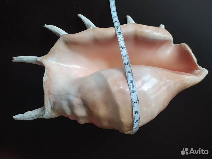 Ракушка морская