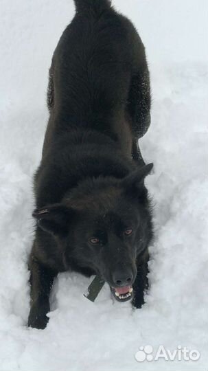 Найдена собака