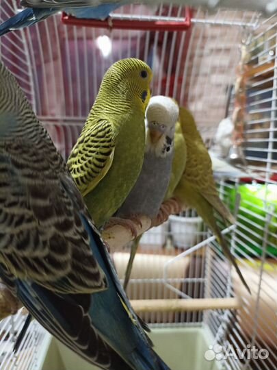 Волнистые попугайчики, птенцы