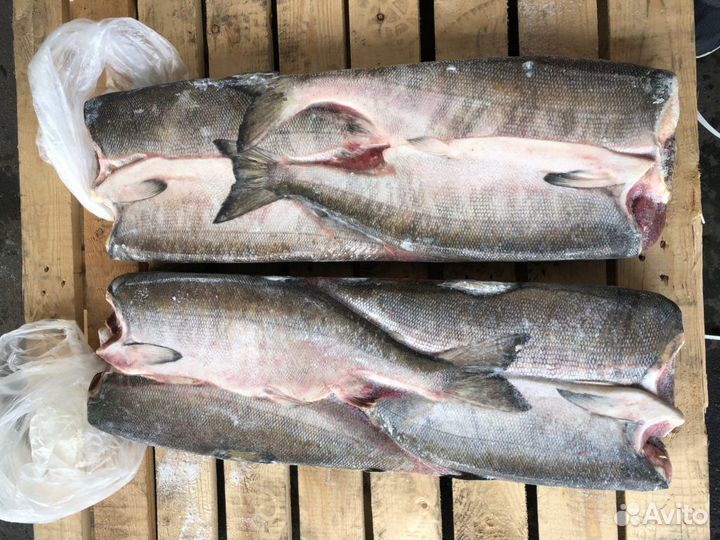 Кета пбг Оптом