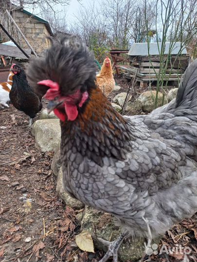 Индейка инкубационное яйцо и молодняк на заказ