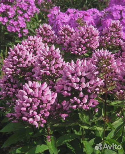 Садовые растения