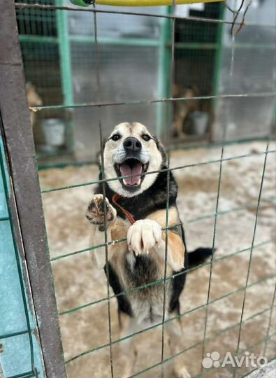 Неунывающий пёс Сэм ждёт своего будущего хозяина