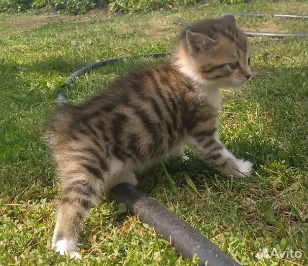 Кошечка в добрые руки