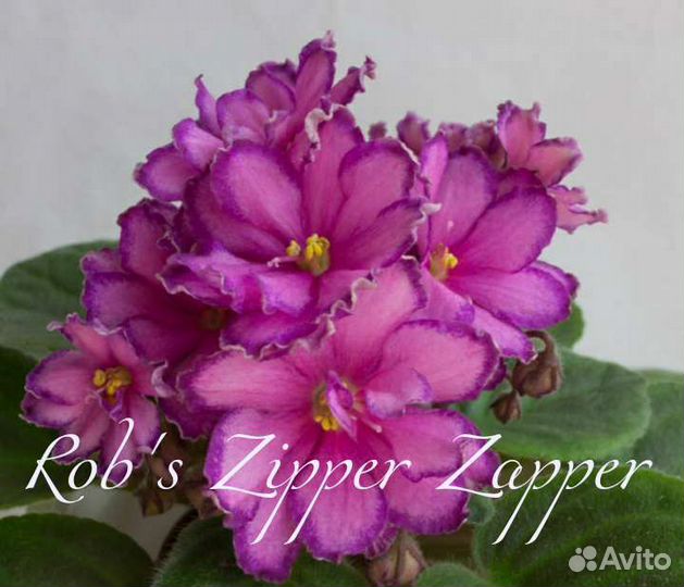 Фиалки сортовые