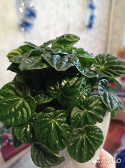 Пеперомия сморщенная. Традесканция