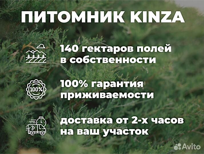 Пихта в ассортименте напрямую из питомника