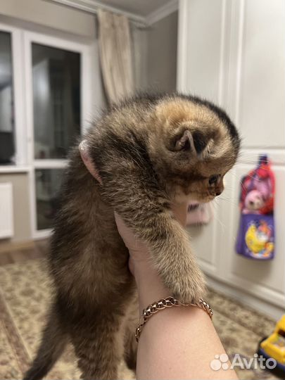 Шотландские котята