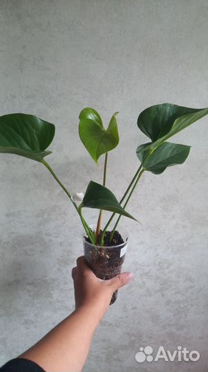 Антуриум фреш лав и ливиум