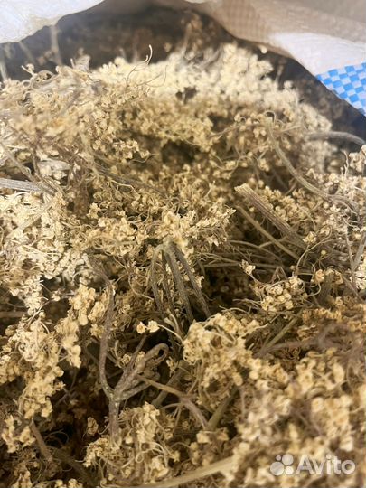 Цвет таволги