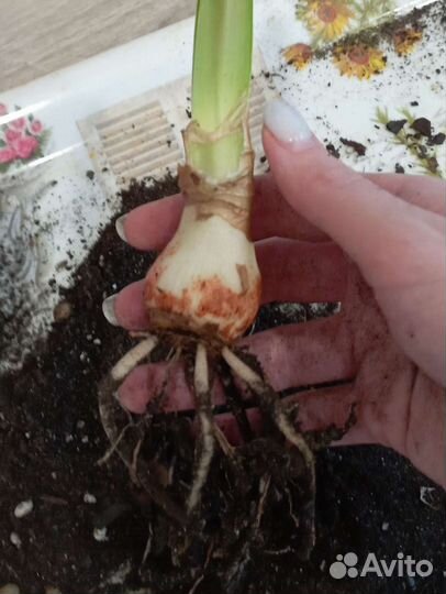 Амариллис (Гиппеаструм) Дэнсинг Квин