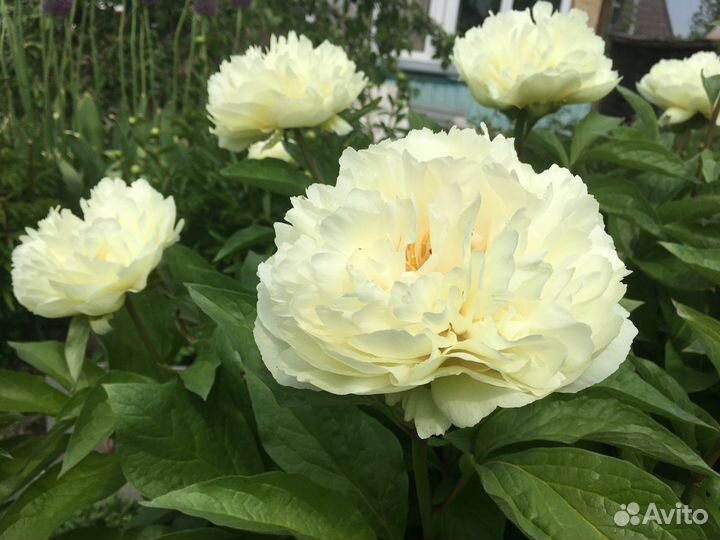 Пионы саженцы