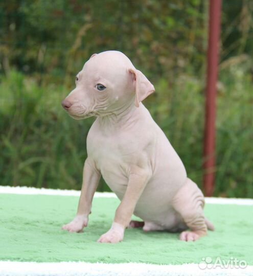 Агт, американский голый терьер