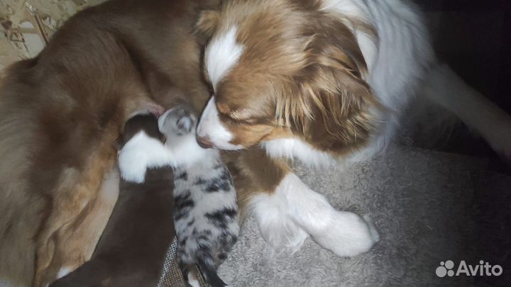 Аусси щенки