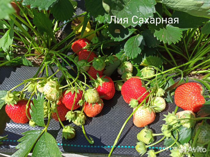 Клубника ранняя, среднего срока созревания