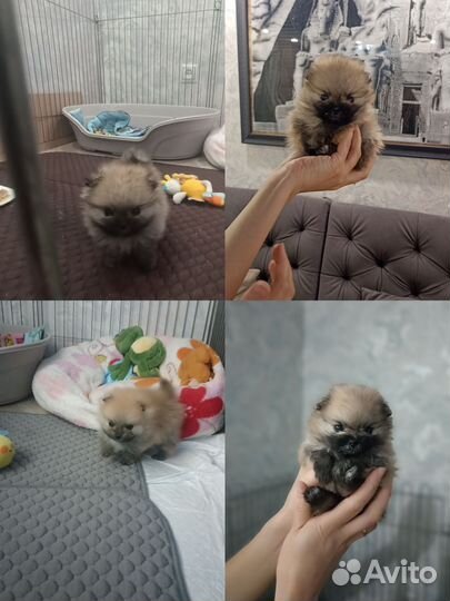 Щенки померанского шпица медвежьего типа micro