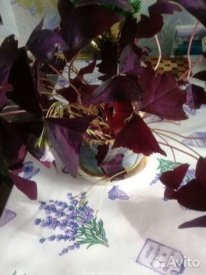 Комнатные цветы кислица