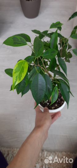 Фикус бенджамина