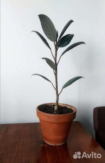 Фикус каучуконосный 25 см от земли