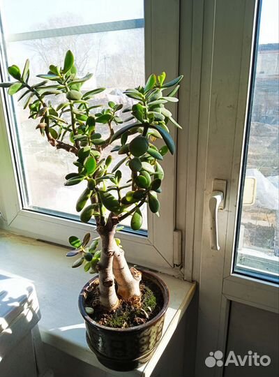 Толстянка, денежное дерево