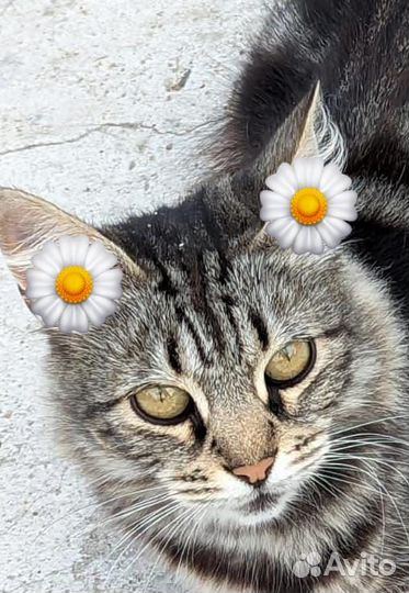 Кошка эльза,1год, стерилиз., голуб. мрамор. окраса