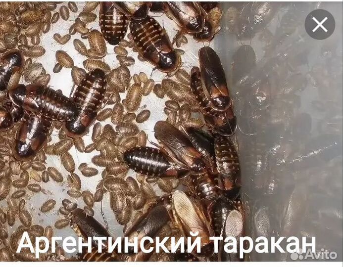 Кормовые насекомые-Тараканы, Зофобас