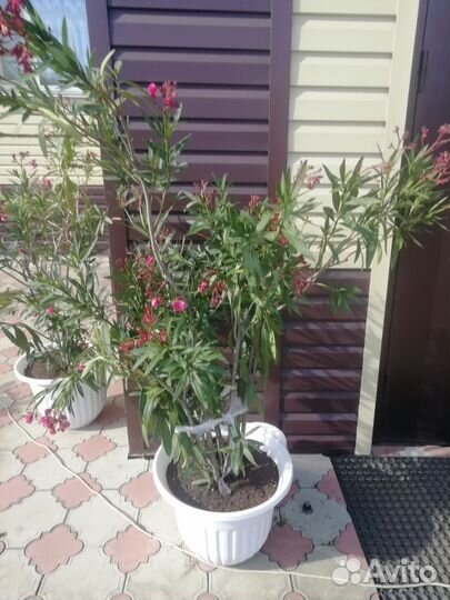 Кустарник олеандр, махровый, розовый. 10 тетний