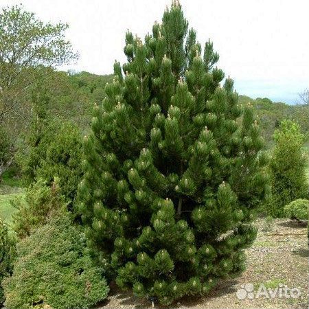 Высокая сосна на участок